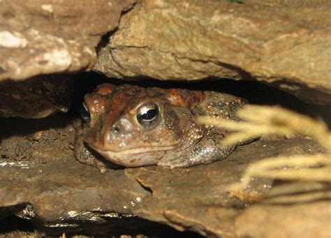 American Toad - Anaxyrus americanus - NatureWorks