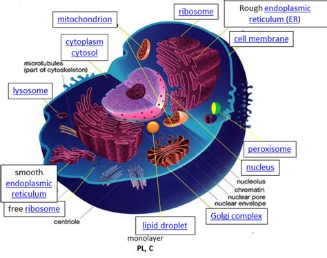 Cell Definition | Learn Biology