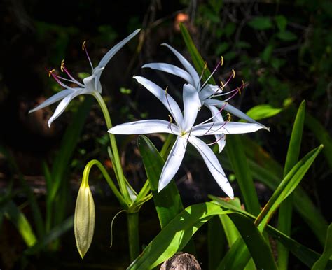 Swamp Lily – Crinum americanum – Bear Creek | Florida Paddle Notes