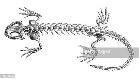 119 Lizard Skeleton Stock Photos, High-Res Pictures, and Images - Getty Images