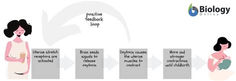 Positive feedback - Definition and Examples - Biology Online Dictionary