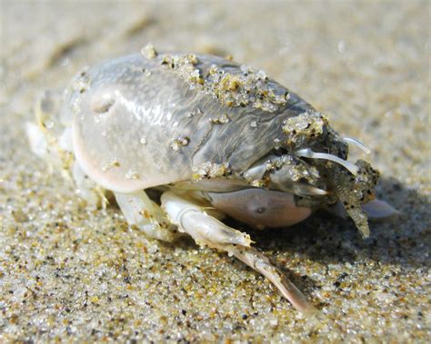 photapir — California Mole Crabs (or Pacific Sand Crabs, if...