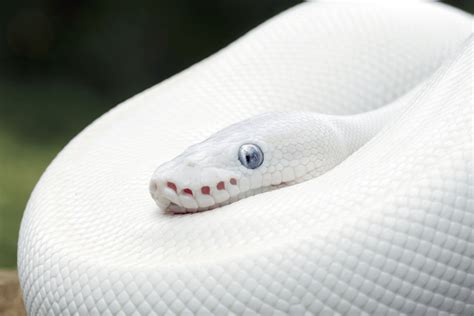 Blue Eyed Leucistic Ball Python Care, Genetics, Price & Rarity - More ...