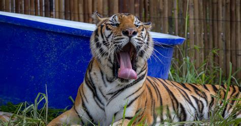 bears and tigers rescued from the Phuket Zoo