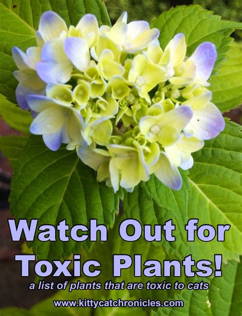 Watch Out for These Plants That are Toxic to Cats! - Kitty Cat Chronicles | Cat plants, Cat safe ...