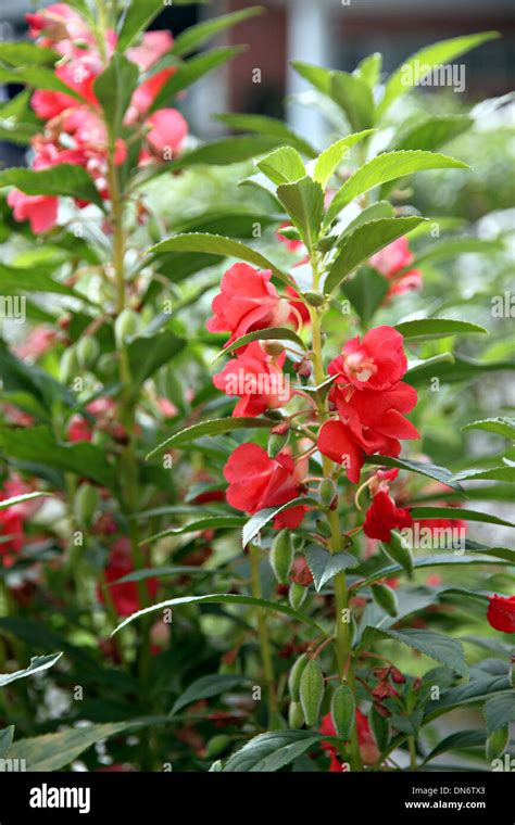 Focus Picture Red Garden Balsam or Rose Balsam in the garden Stock Photo: 64690139 - Alamy