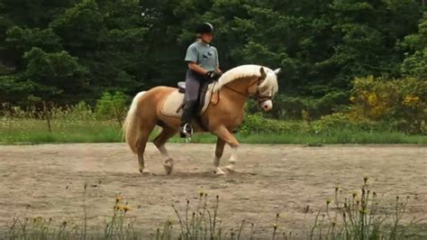 Meet Nugget: A Stunning Welsh Pony Stallion – Horse Spirit