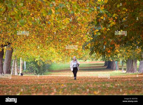 Windsor Great Park Stock Photo - Alamy