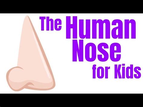 Parts Of The Nose And Their Functions For Kids