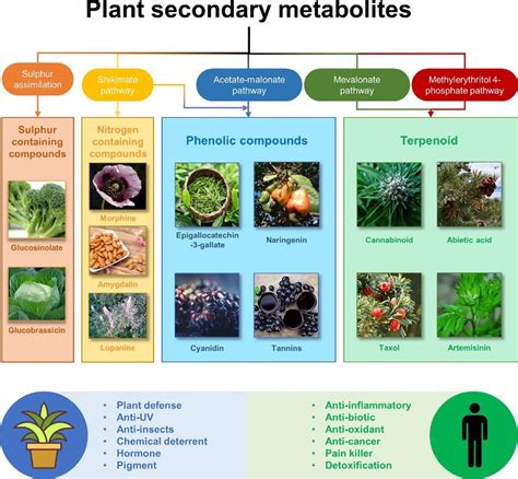 1 Outline of plant secondary metabolites biosynthesis and effects of ...