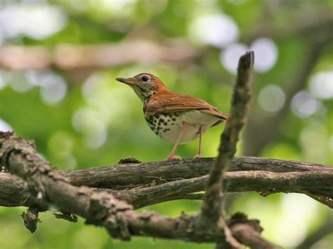 WOOD THRUSH – Birds of Nebraska – Online