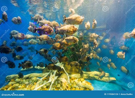 Piranha Fish Swim Around Human Skeleton in Big Aquarium Stock Photo - Image of piranhas, piranha ...