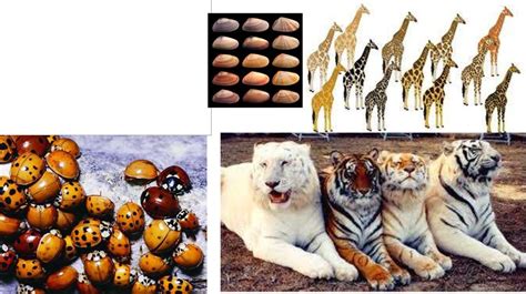 Genetic Variation In Animals