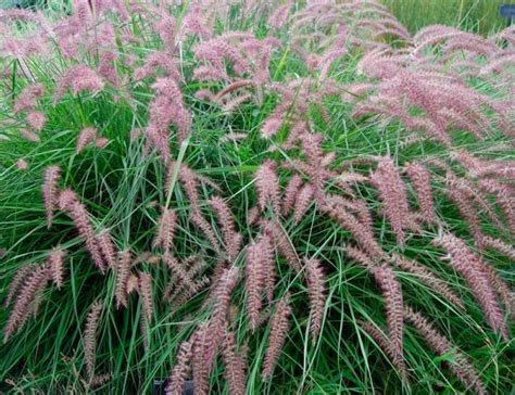 All about the varieties of pennisetum species: foxtail, bristly, gray and shaggy