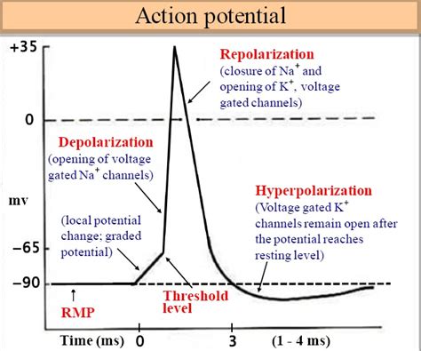 Bio Geo Nerd: Action Potentials Up Close