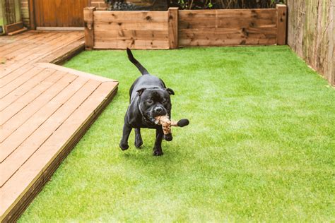 Best Artificial Grass For Dogs (June 2024) - Buyer's Guide and Reviews