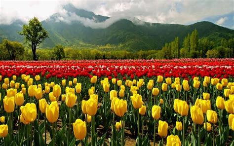 Jammu and Kashmir: Return of peace spurs revival of tourism - The ...