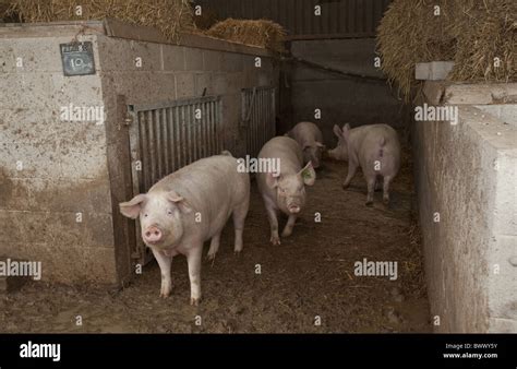 Pig farming, gilts in kennel house, England Stock Photo - Alamy