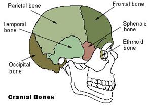 Hari's Random Thoughts by Hariharan Ramamurthy: CCH_Anatomy _Basics_Axial Skeleton and ...