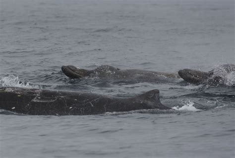 Baird's beaked whale - Whale & Dolphin Conservation Australia