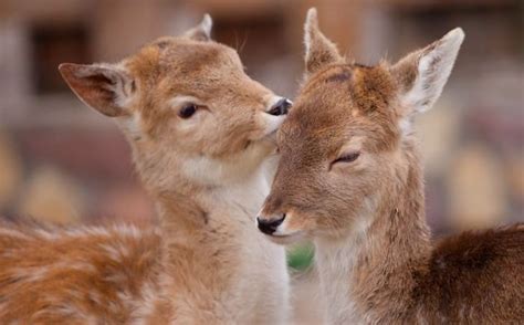 Beautiful Photos of Animals Showing Affection