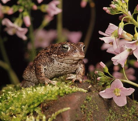 Natterjack Toad photo WP08647