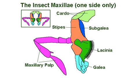 The Insect Head: Guide To The Antennae, Eyes & Mouthparts