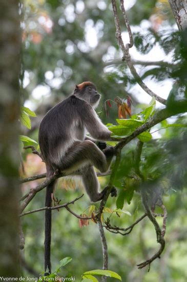 Conservation of Africa’s colobine monkeys (Cercopithecidae, Colobinae) with taxonomic and ...