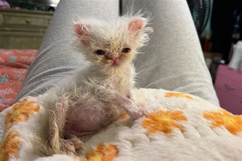 Meet Wisp, the ‘Scrungly’ Persian Kitten Who's Made TikTok Fall in Love ...