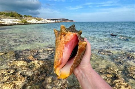 Conch Shell: A Pearl In The Ocean - Seafood Peddler