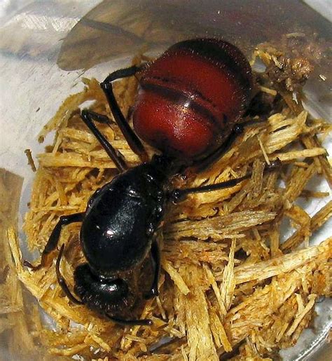 Photos and Info on Ants and Termites of Malaysia: Photos of Malaysian Giant Ant Camponotus Gigas.