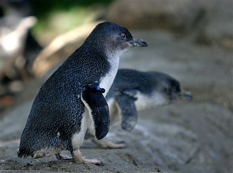 Little Penguin - A-Z Animals