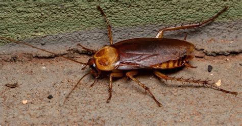 Palmetto Bug vs Cockroach - A-Z Animals