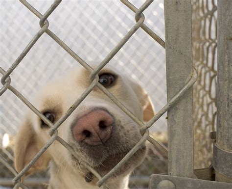 What Is a No-Kill Shelter? | HuffPost