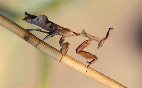 10 Interesting Facts About Ghost Mantis - Insectic