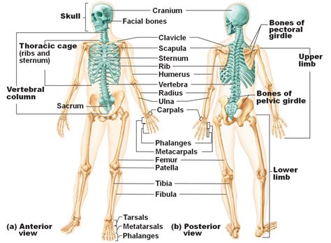 What are the Functions of the Skeletal System? | First Aid for Free