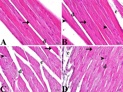 Histopathologic examination of muscle tissue by light microscopy,... | Download Scientific Diagram