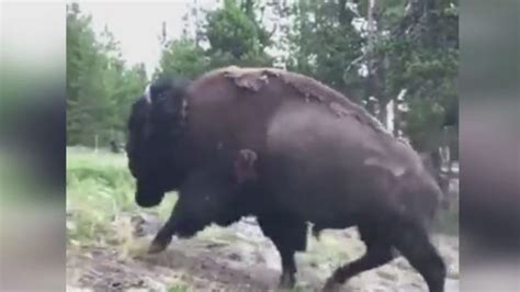 Bison attacks 9-year-old girl at Yellowstone National Park | 8News