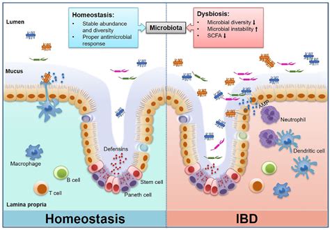 Figure 1 from Interplay of intestinal microbiota and mucosal immunity ...