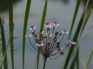 Flowering rush | Flowering rush (Butomus umbellatus) - this … | Flickr