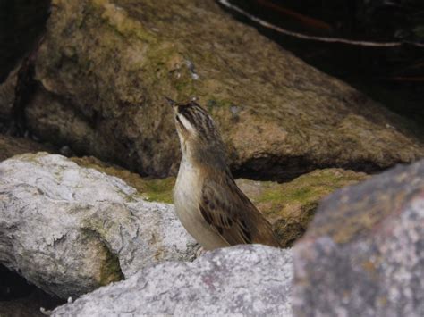 Sedge Warbler by mossagateturtle on DeviantArt