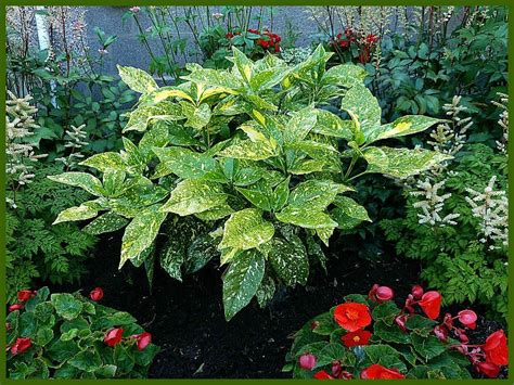 Aucuba Japonica Variegata an evergreen shrub that will thrive in the deepest shade