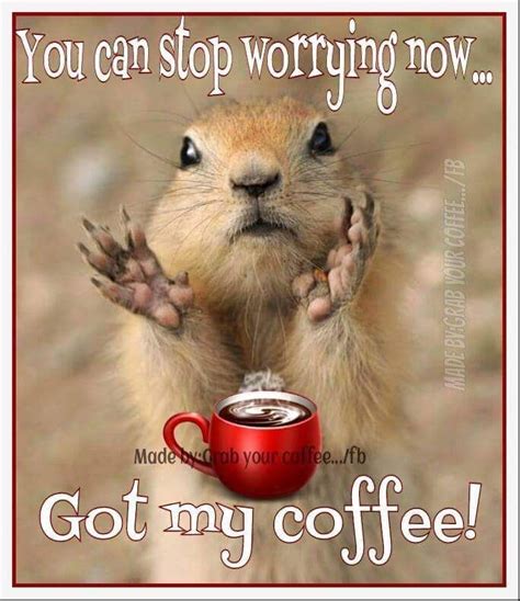 Squirrel meme funny coffee quote. | Coffee quotes funny, Coffee quotes, Morning coffee funny