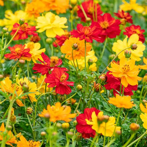 Dwarf Sulphur Cosmos Seeds | Gurney's Seed & Nursery Co.