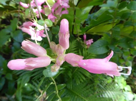 Photo of the bloom of Lipstick Plant (Aeschynanthus 'Thai Pink') posted by mellielong - Garden.org