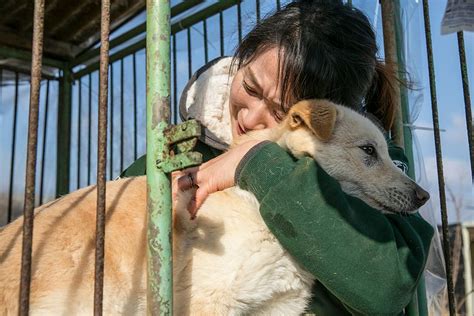 Has dog meat had its day in South Korea? | Euronews