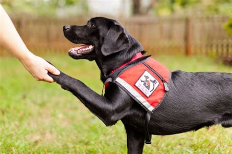 Service Dog Training - Service Dog Certifications