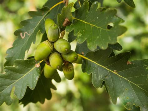 10 Essential Trees Native to Ireland - A-Z Animals