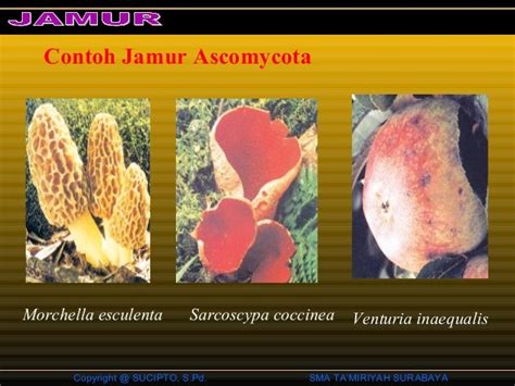 Gambar Taksonomi Klasifikasi Makhluk Hidup Fungi Oomycota Jamur Air Gambar Oomycetes di Rebanas ...