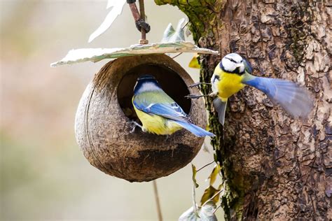 Its a busy time of year for birds! https://www.songbird-survival.org.uk ...